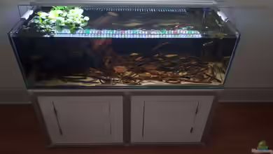 Die Lebensdauer von Aquarien: Wann ist der richtige Zeitpunkt für einen Austausch?