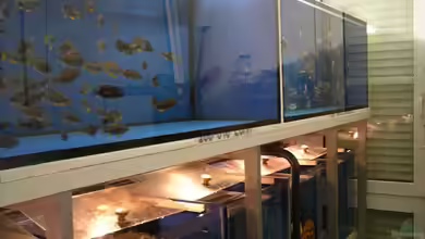 Die optimale Quarantäne für Zierfische: Ein Leitfaden für gesunde und glückliche Bewohner