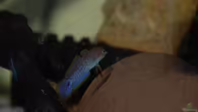 Die Pastellgrundel, Taterurndina ocellicauda