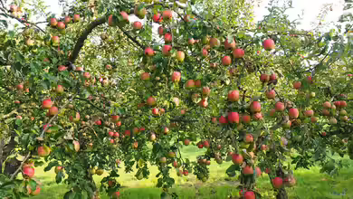 Die perfekte Nachbarschaft: Der Apfelbaum am Gartenteich