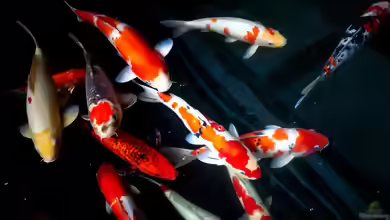Die Pfändung von Aquarien und Luxusfischen: Aktuelle rechtliche Grenzen der Zwangsvollstreckung