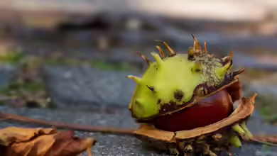 Die Reise einer Kastanie - vom Baum bis in die Jackentasche