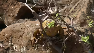 Die richtige Ernährung: Reptilienfutter selbst herstellen
