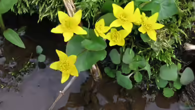 Die schönsten Uferpflanzen für deinen Gartenteich