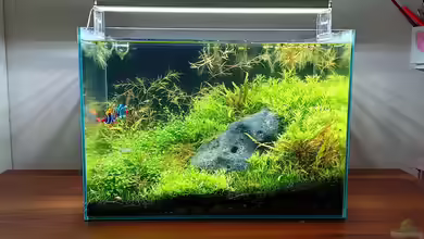 Die Sorgenfreie Pause: Was tun mit dem Aquarium, wenn Sie in den Ferien oder krank sind?