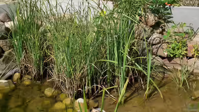 Die Sumpfzone im Teich: Bedeutung, Gestaltung und Pflege