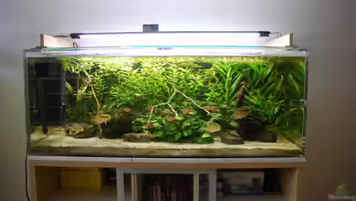 Die transparente Revolution: Acrylglas-Aquarien erobern die Unterwasserwelt
