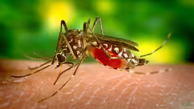 Die ultimative Anleitung zum effektiven Einsatz von Insektenspray