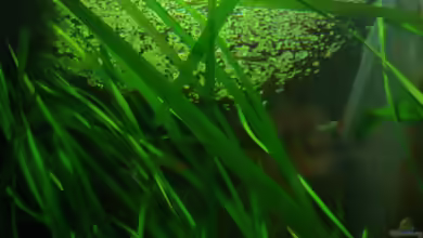 Die Wasserlinse/ Lemna minor erfolgreich entfernt!!!