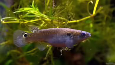 Die Welt der Killi-Fische: Ein Einblick