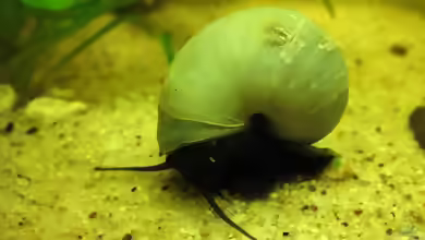 Die wundersame Welt der Pomacea bridgesii /Apfelschnecke