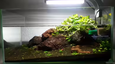 Diesmal mit Landteil von Sven-0.