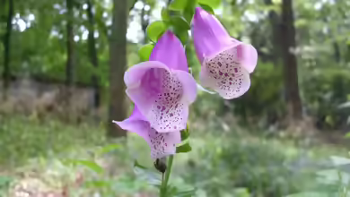 Digitalis purpurea im Garten pflanzen
