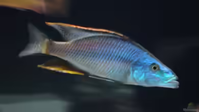 Dimidiochromis: Räuberische Malawi-Cichliden mit besonderem Charakter