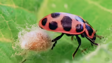 Dinocampus coccinellae im Garten