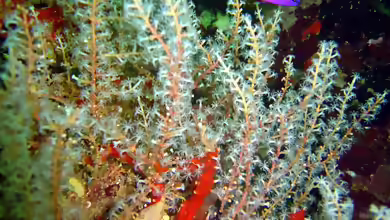 Diodogorgia nodulifera im Aquarium halten