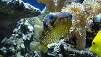 Diodon holocanthus im Aquarium halten