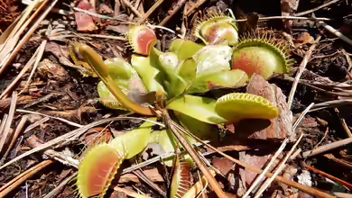 Dionaea muscipula im Garten pflanzen