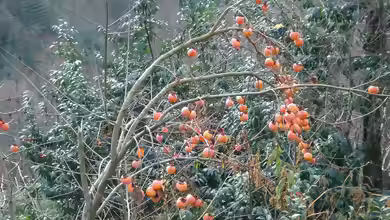 Diospyros kaki im Garten pflanzen