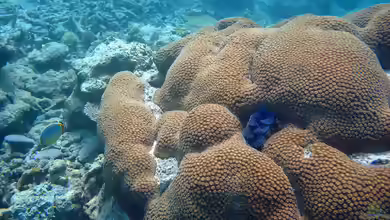 Diploastrea heliopora im Aquarium halten
