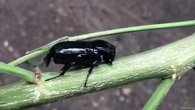 Diplognatha gagates im Terrarium halten