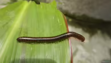 Diplopoda im Garten halten