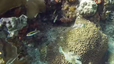Diploria clivosa im Aquarium halten