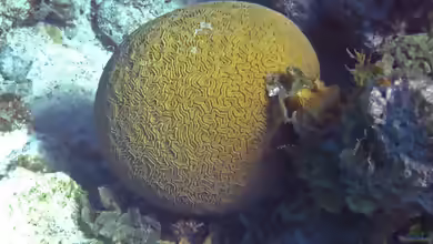 Diploria labyrinthiformis im Aquarium halten