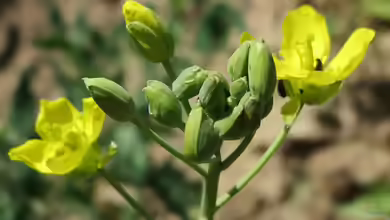 Diplotaxis tenuifolia im Garten pflanzen