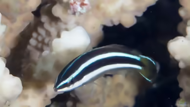 Diproctacanthus xanthurus im Aquarium halten