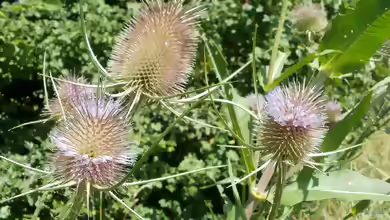 Dipsacus fullonum im Garten pflanzen