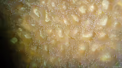 Dipsastraea lacuna im Aquarium halten