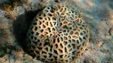 Dipsastraea pallida im Aquarium halten