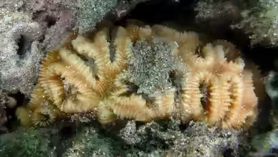 Dipsastraea rotumana im Aquarium halten