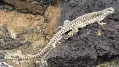 Dipsosaurus dorsalia im Terrarium halten