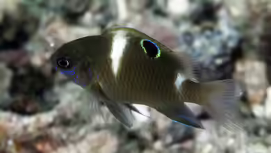 Dischistodus chrysopoecilus im Aquarium halten