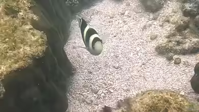 Dischistodus fasciatus im Aquarium halten
