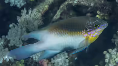 Dischistodus melanotus im Aquarium halten