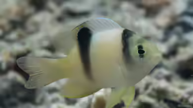 Dischistodus perspicillatus im Aquarium halten
