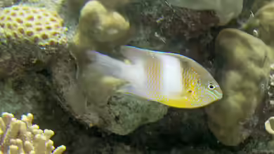 Dischistodus prosopotaenia im Aquarium halten