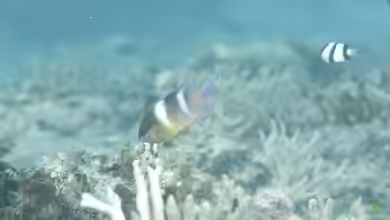 Dischistodus pseudochrysopoecilus im Aquarium halten