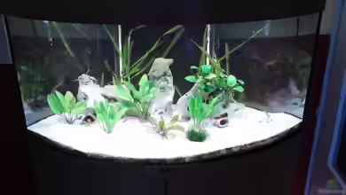 Discusbecken von mirko1411