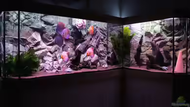 Diskus Aquarium L-Form von Daniel O.