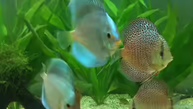 Diskus-Becken von Diskus94