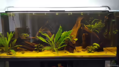 Diskus-Rift von Johannes L.