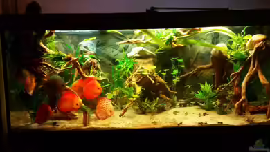 Diskus Wonderworld von podoma