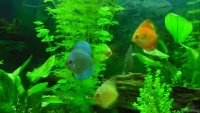 Diskus von schwarzwald