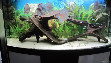 Diskuseum von chrisp