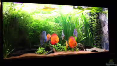 Diskusjuwelen von JessiKa265