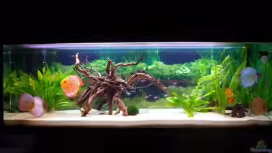 Diskustraum von patgott